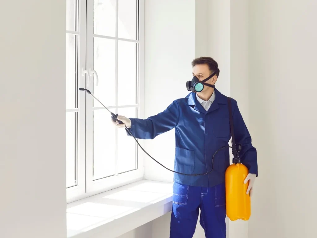 pests in walls signs