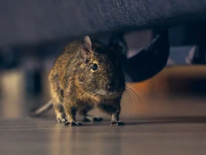 rodents in walls