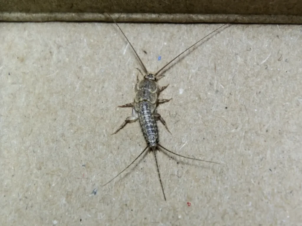 silverfish control Langley