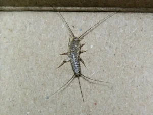 silverfish control Langley