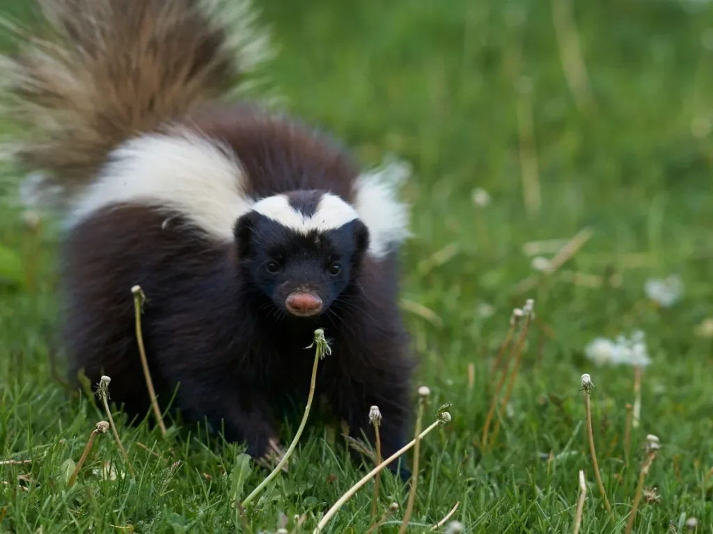 skunk removal Burnaby