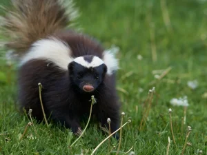 skunk removal Burnaby