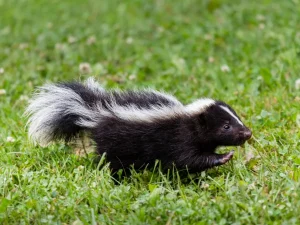 skunk removal Coquitlam