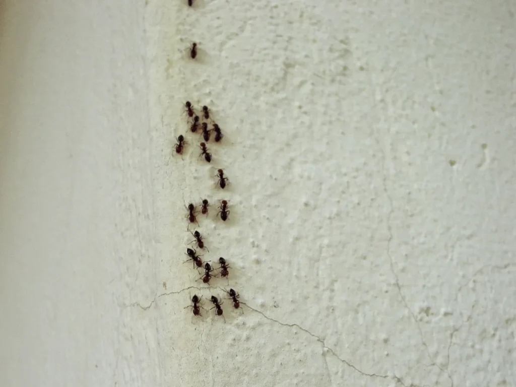 ant and spider control Burnaby