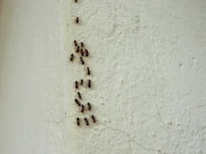 ant and spider control Burnaby