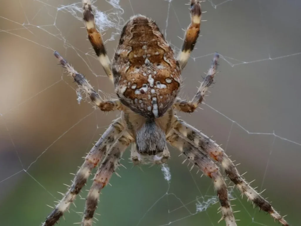 spider control Coquitlam