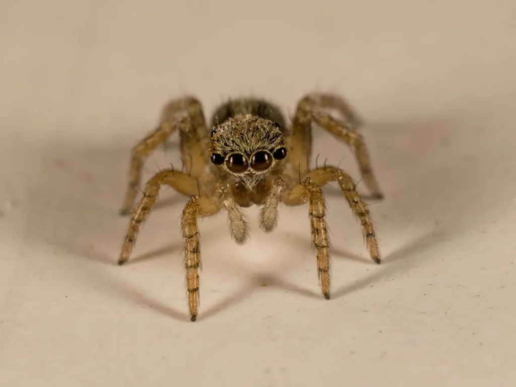 spider control Langley