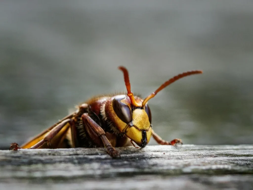 wasp control Maple Ridge