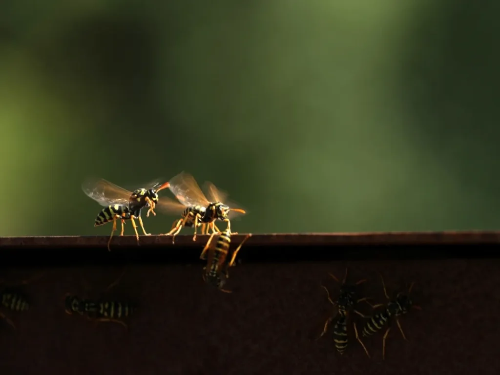prevent wasp nests