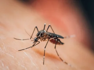 pest damage costs