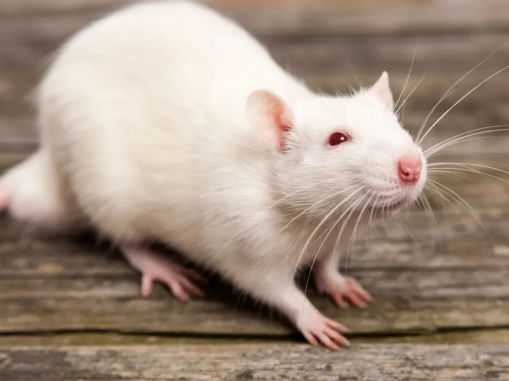 mice vs rats infestation