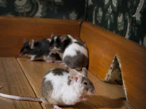 pest infestation risks
