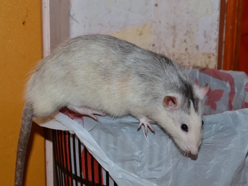 pest monitoring systems