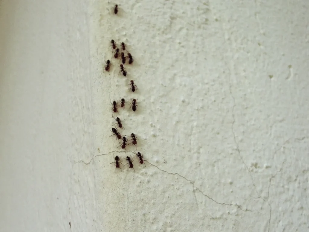 ant control methods