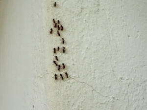 ant control methods