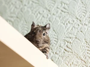 long term pest prevention