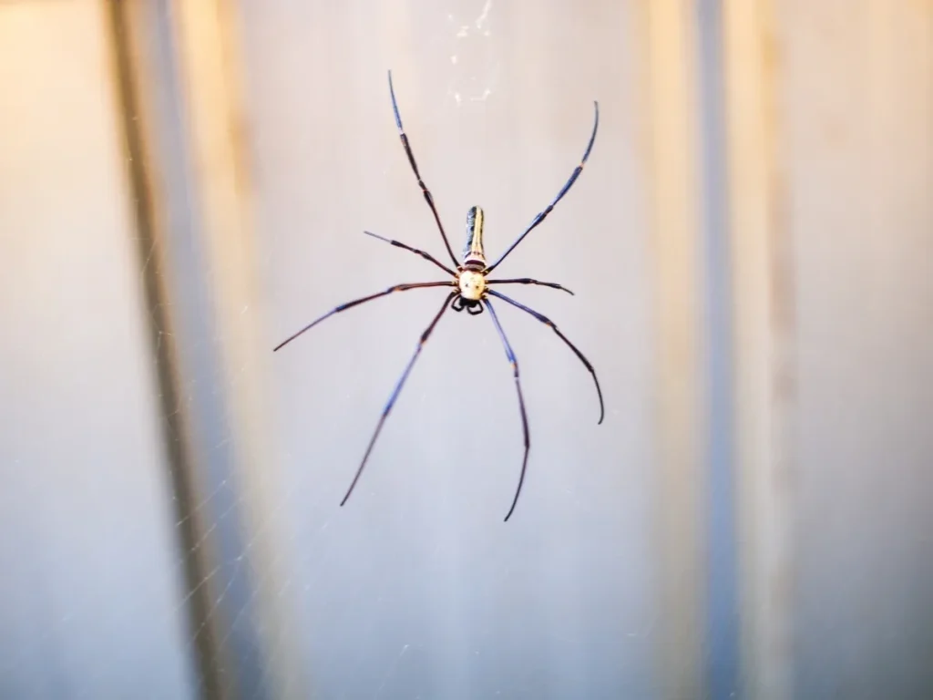 spider prevention tips