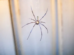 spider prevention tips