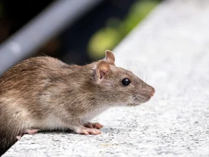 property management pest control