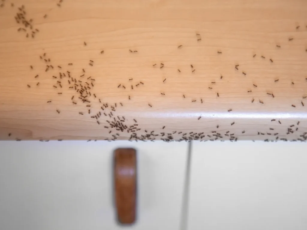 pest control Fraser Valley