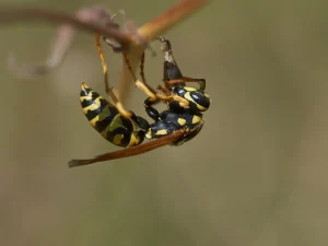 wasp control Surrey