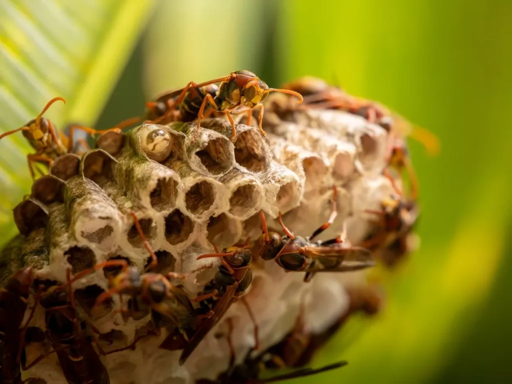 wasp control Langley