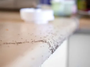 ants in kitchen