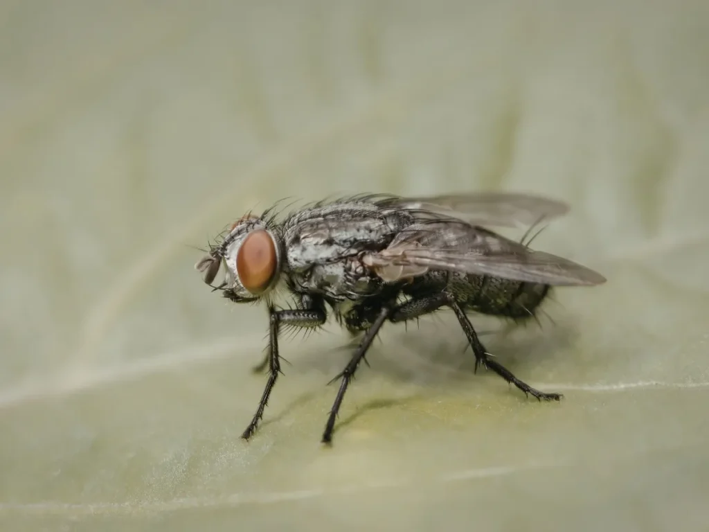 pests in garbage areas