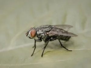 pests in garbage areas