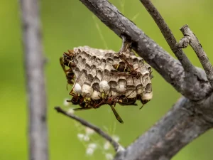 backyard wasp nest removal