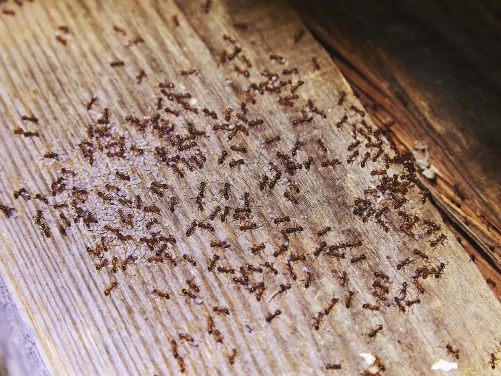 sudden ant infestation