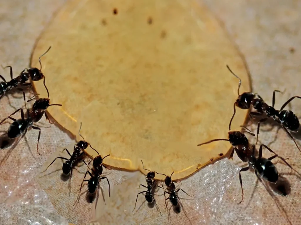 DIY pest control vs professional