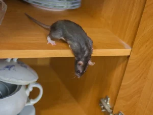 pest control home maintenance