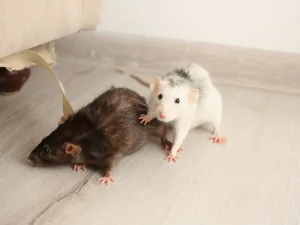 professional rodent removal