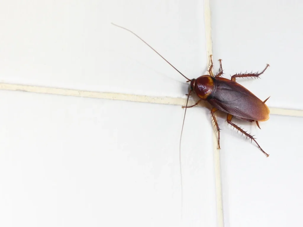 pest maintenance services