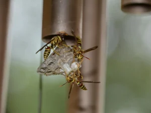 best pest control near me