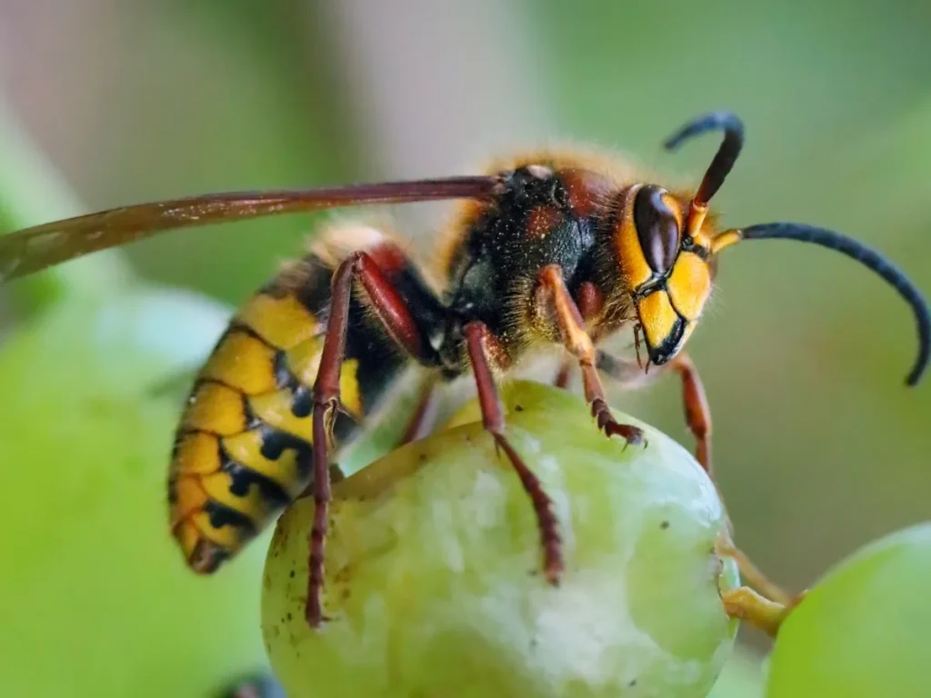why wasps build nests