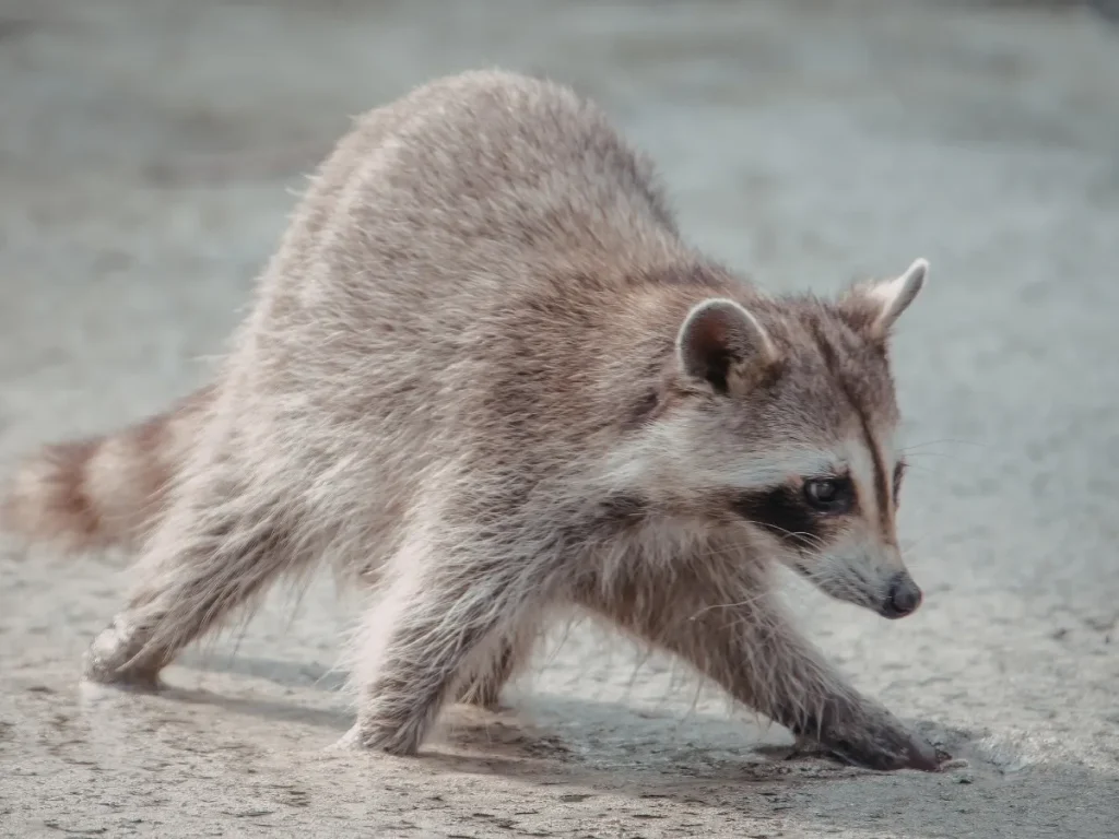 wildlife control Coquitlam