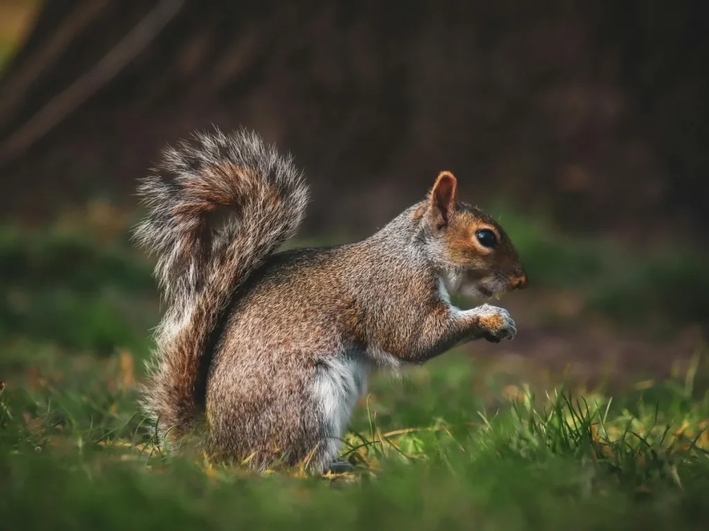 wildlife control Burnaby