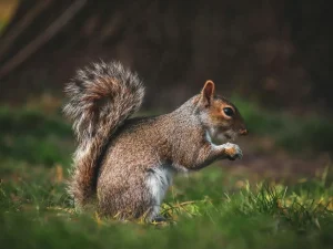 wildlife control Burnaby