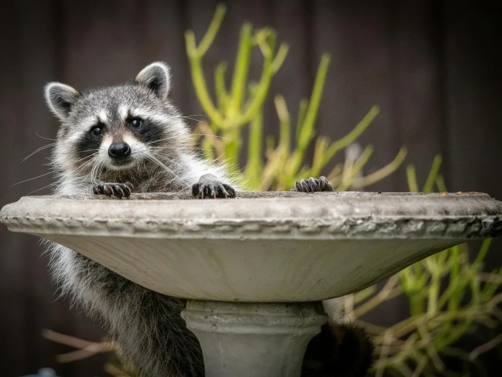 wildlife removal Delta