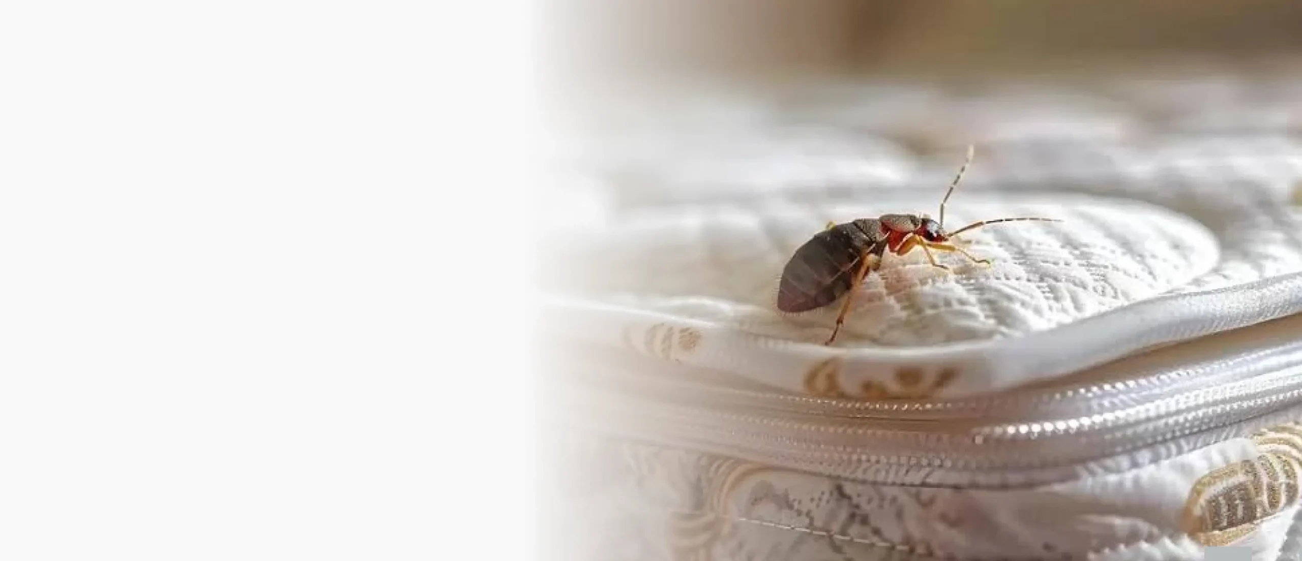 Bed Bug Treatment Banner