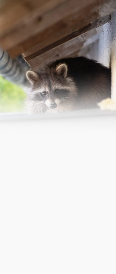 Get a Wildlife Inspection