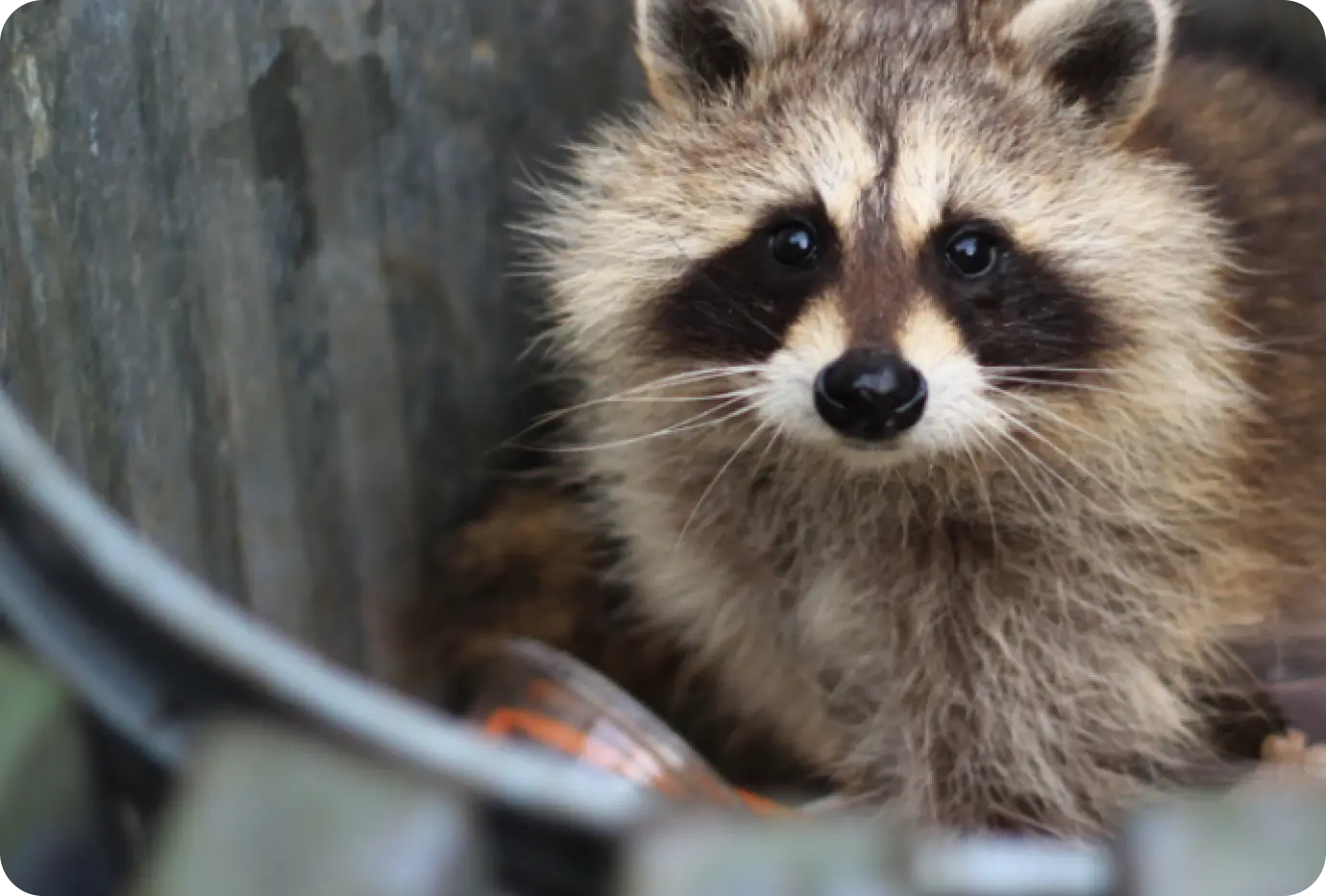 Wildlife Pest Control Main (1)